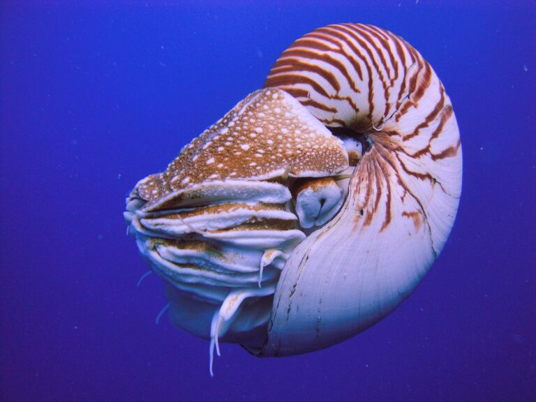 An Interesting Creature: The Nautilus