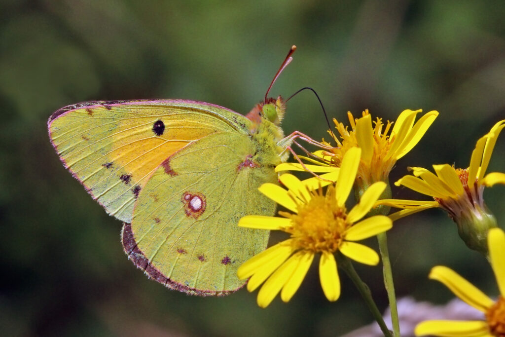 do-butterflies-know-physics-my-islam-guide