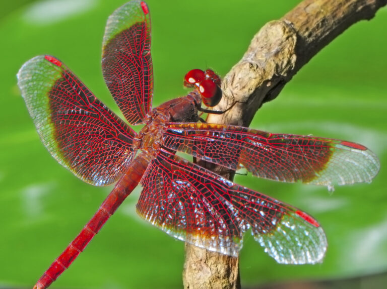 Dragonflies: Flight Machines