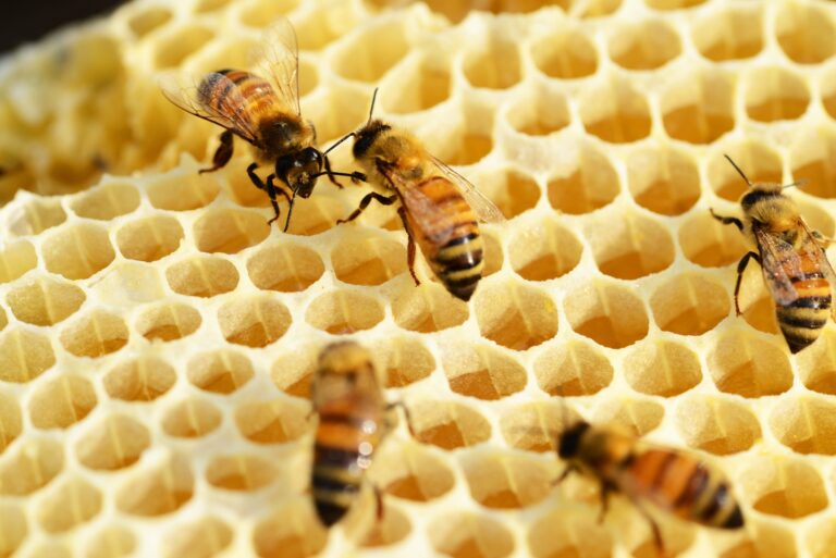 The Behavior of Bees: Dilemma for Evolutionists