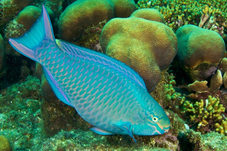 The Sleeping Bag of the Parrotfish