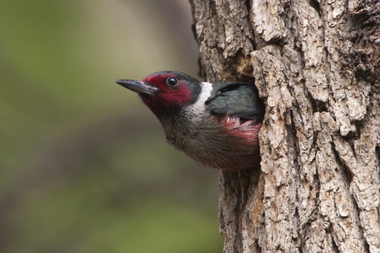Creation of the Woodpecker