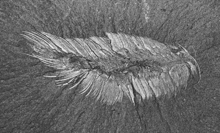 Burgess Shale Fauna: Discovery of A Miracle