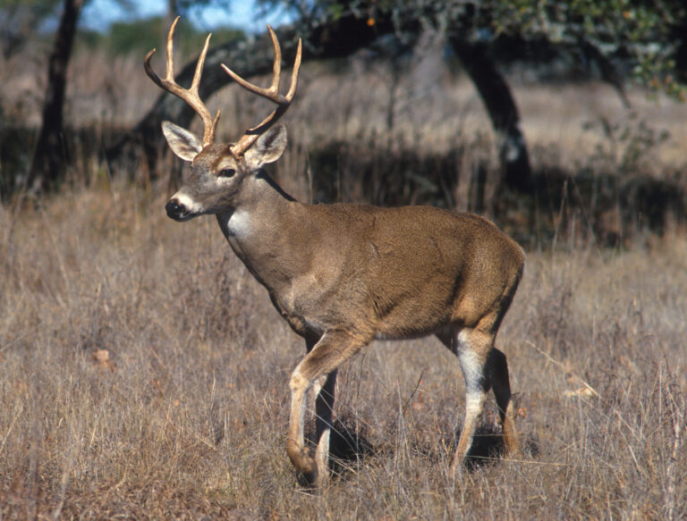 Deer: Famous for Their Antlers