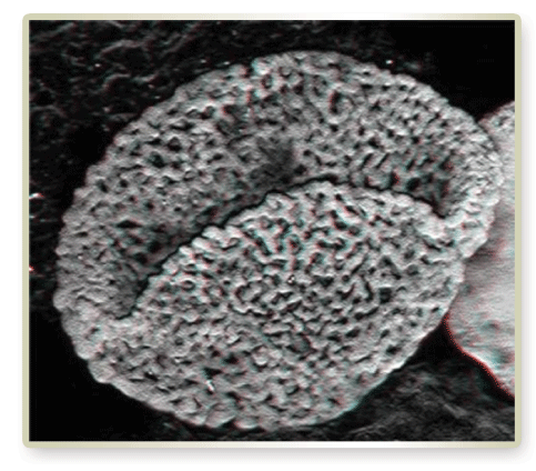 Discovering a 240-Million-Year-Old Pollen Fossil