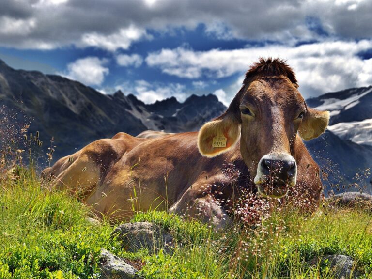 Grass-fed Meat and Dairy