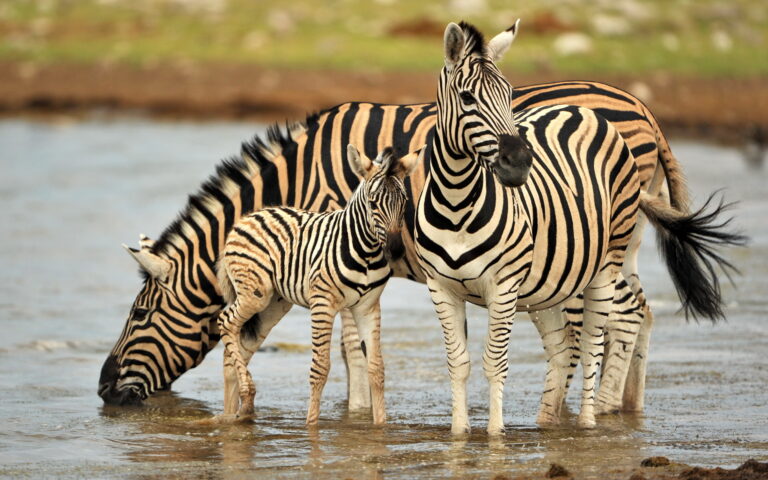 Horses in Stripes: Zebras