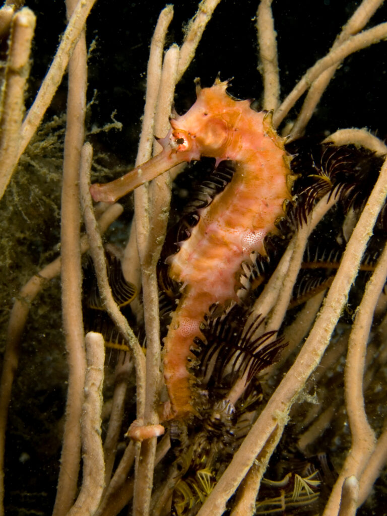 Interesting Features of Sea Horses