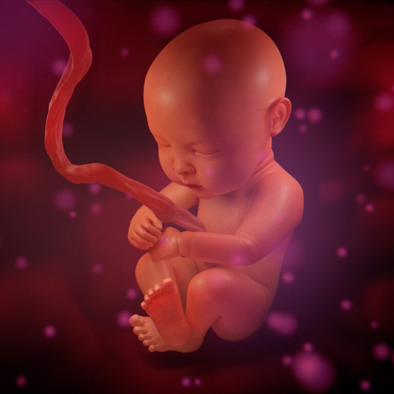 Preliminary Location of the Testes in the Fetus