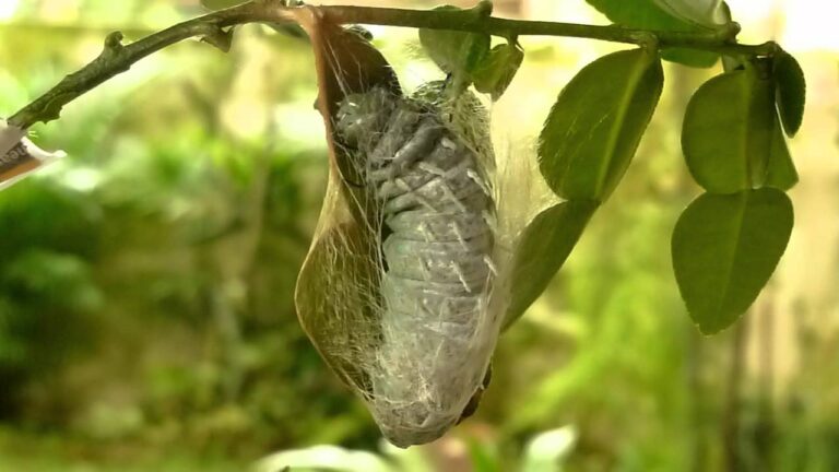 The Atlas Moth Caterpillar: Planning Ahead