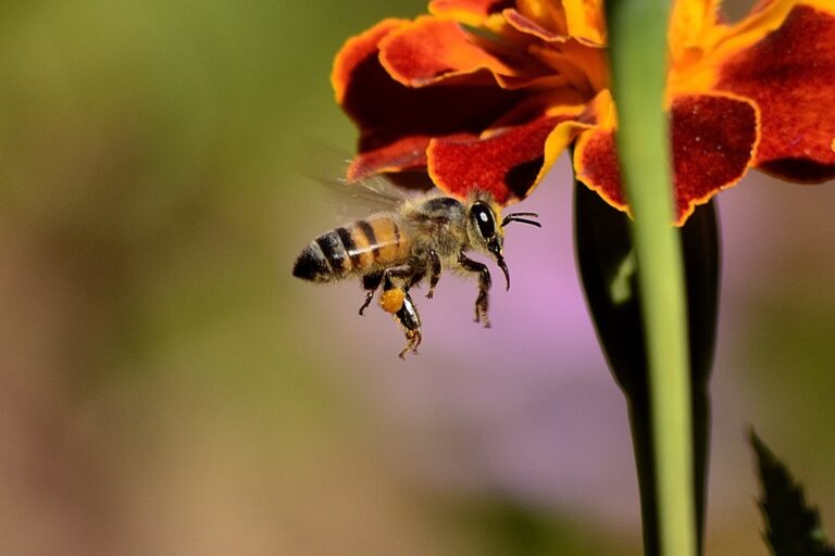 Bees are Declared The Most Important Living Beings On The Planet