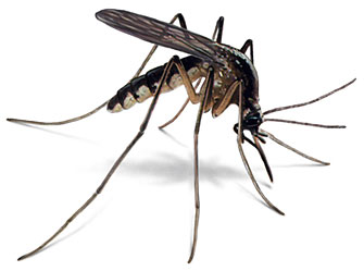 The Mosquito: A Brand-New Body
