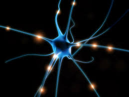 Neurons: Cells that Produce Electrical Current