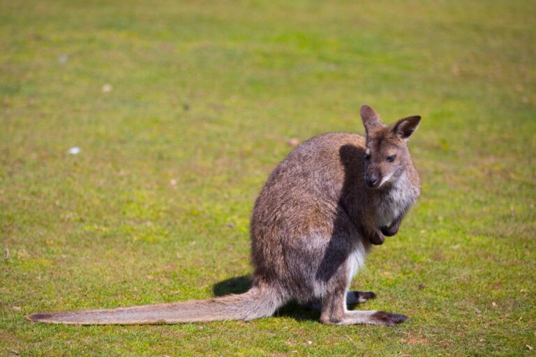 Kangaroos and Their Pockets